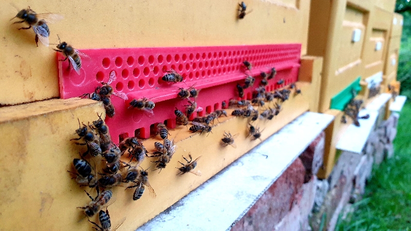 Včely v Chlumci